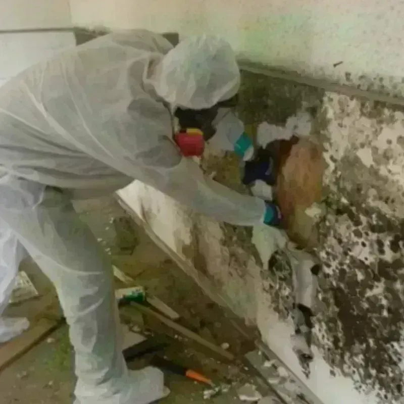 Mold Remediation and Removal in Elliott County, KY